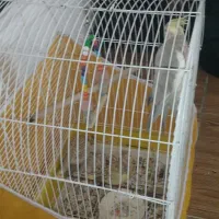 طوطی نرماده باجوجه