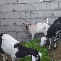 3دانه کهره اوس روی هم 32میلیون