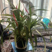 گل طبیعی زیبا