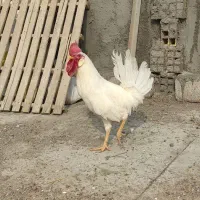 خروس|حیوانات مزرعه|دهلران, |دیوار