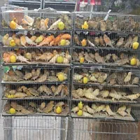 حراج بلک فرایدی طوطی کوتوله عروس هلندی دونخوروبالغ|پرنده|اصفهان, آبشار|دیوار