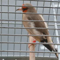 سهره دورگ کرمونی|پرنده|تهران, شهرک شهید باقری|دیوار