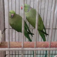 طوطی ملنگو مولد|پرنده|ماکو, |دیوار