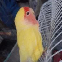 طوطی برزیلی