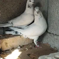 کفتر طوقی پرنده