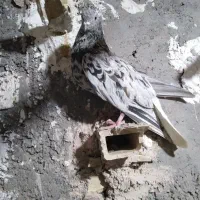 نرو ماده دم سفید نر سرور ماده سیاه|پرنده|اصفهان, شفق|دیوار