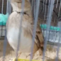 خاکیو|پرنده|خورموج, |دیوار