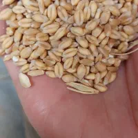 سلام گندم درشت وتمیزبرای خوراک پرنده