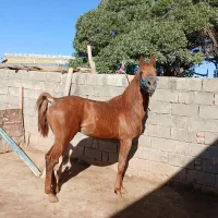 اسب باری به بهترین قیمت