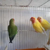 قناری و انواع پرنده