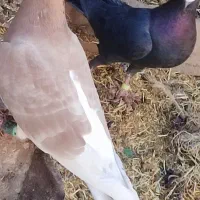 کفتر|پرنده|سربیشه, |دیوار