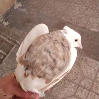 طوقی نروماده جفت