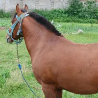 نریان شش سال|اسب و تجهیزات اسب‌سواری|گرگان, |دیوار