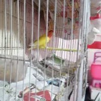 کوتوله زرد صورت هلویی بالغ|پرنده|مشهد, شهرک مطهری|دیوار