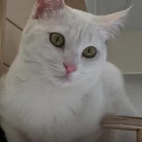 گربه گمشده