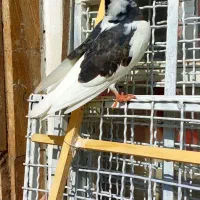 جوجه کفتر شازده هما سورور