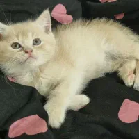 مجموعه گربه های نژاد دار ( پرشین بریتیش اسکاتیش )|گربه|گنبد کاووس, |دیوار