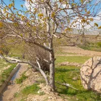 زمین درنزدیکی نیشابور