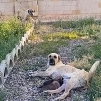 سگ سرابی|سگ|تهران, آسمان|دیوار