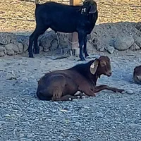 کاگر خانواده برای دامپروری بز شیری همراه با اسکان