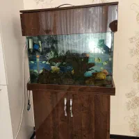 اکواریوم و جاکفشی