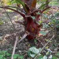 پالم زمینی|گل و گیاه طبیعی|رودسر, |دیوار