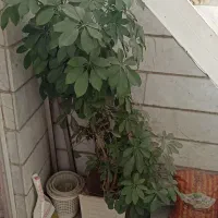 گلدان بزرگ بنسای ابلق شفلرا