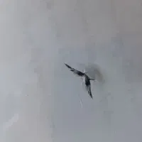 ترمیم سنگ خوردگی و ترک شیشه اتومبیل