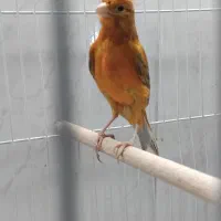 ۲ عدد قناری‌|پرنده|شیراز, شهرک قمشه|دیوار