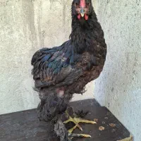 جوجه خروس برهما بلک