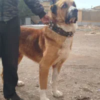 سگ نر|سگ|مشهد, رباط طرق|دیوار