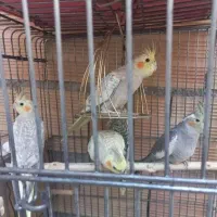 طوطی، عروس، هلندی|پرنده|کرج, فاز ۲ مهرشهر|دیوار