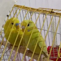 مرغ عشق جفت