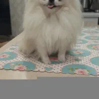 پامرانین خرسی ماده ۲ ساله