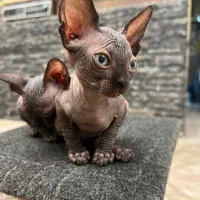 گربه نژاد اسفینکس