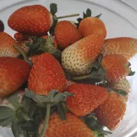 گلخونه توت فرنگی