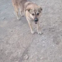۸۸۸۸|سگ|خنداب, |دیوار