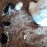 مرغ با۱۰جوجه لاری|حیوانات مزرعه|بالا ولایت, |دیوار