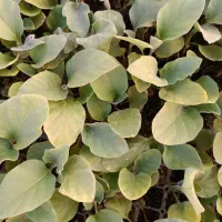 فروش نهال انواع صیفی جان گوجه بادمجان فلفل  خیار