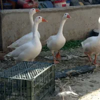 9غاز محلی