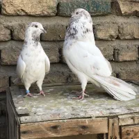 گرگی پیس اصیل شمیران