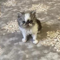 گربه اگزاتیک اصیل خرسی