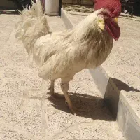 خروس سفید