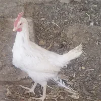 مرغ هلندی تخم گذار