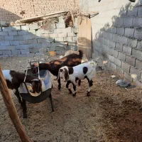 بز و کره پاکستانی