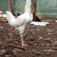 خروس لاری افغانی