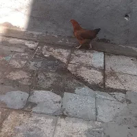 مرغ