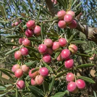 نهال زیتون اصلاح‌شده با برداشت سریع از سال اول