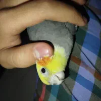 عروس هلندی نر ماده|پرنده|هشتگرد, هشتگرد قدیم|دیوار