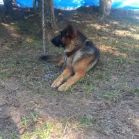 واگذاری سگ ژرمن شپرد ماده